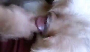 hardcore zoofili,sensuell sex