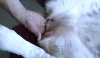 hardcore zoophilia,sensual sex
