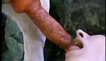 blowjobs og cumshots,lidenskabelig sex