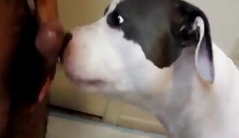 blowjob in ejakulacije,brezplačen zoološki porno video