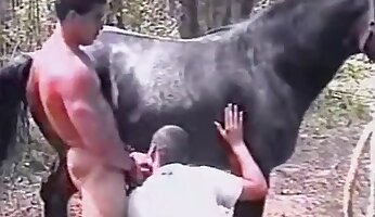analni zoo-porno,gejevsko zverinstvo
