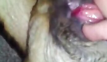 rough fucking,dog porn