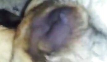 rough fucking,dog porn