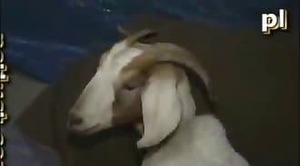 300px x 166px - Man fuck goat